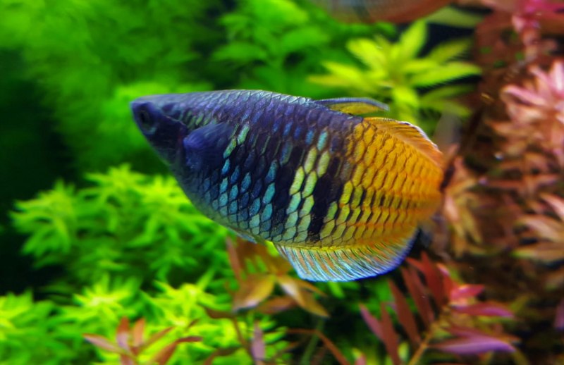 Неоновая Радужница Melanotaenia praecox