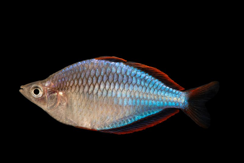 Неоновая Радужница Melanotaenia praecox