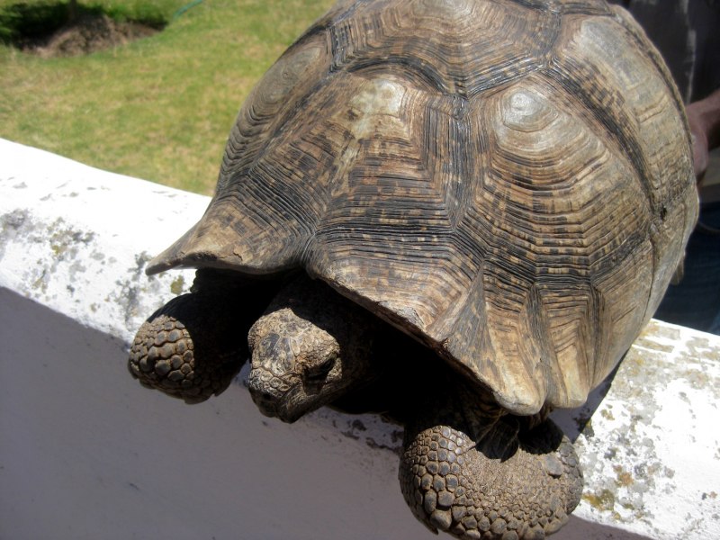 Лучистая черепаха Astrochelys Radiata