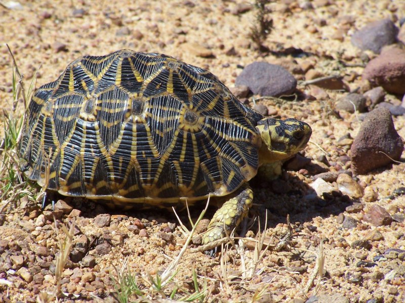 Geochelone elegans
