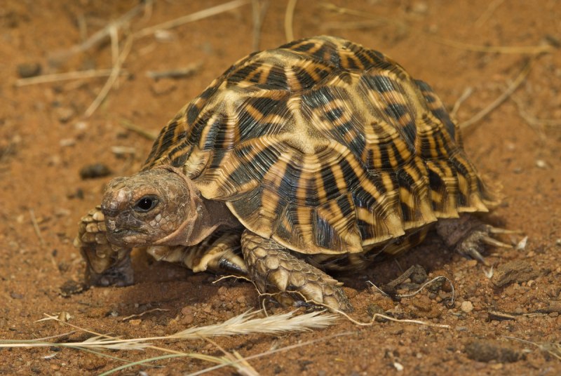 Geometric animal черепаха