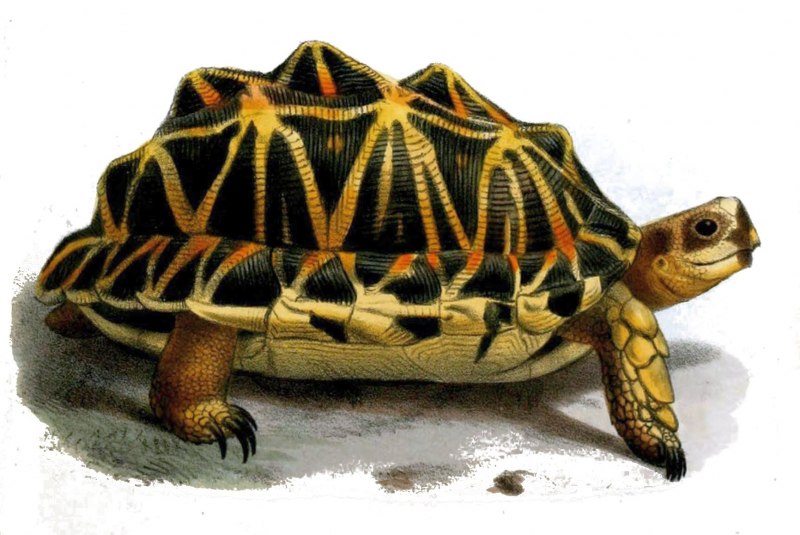 Psammobates geometricus