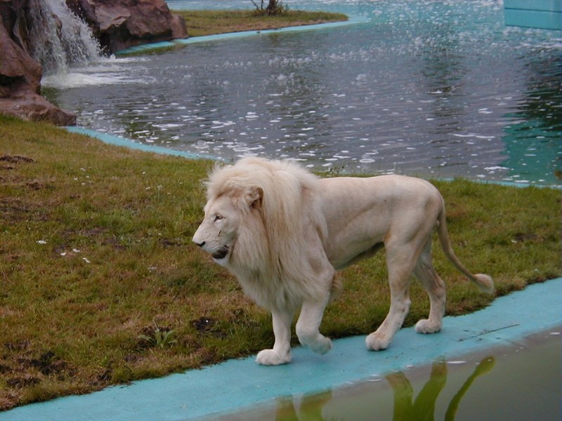 Лев охраняет львенка