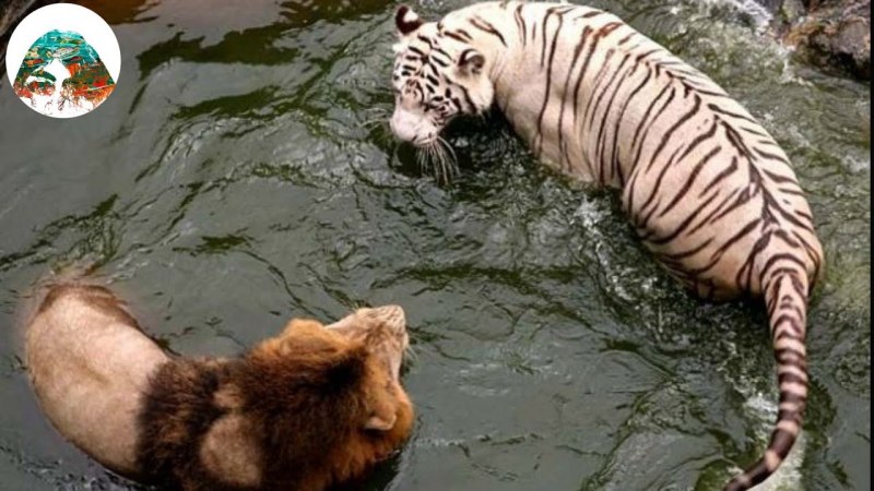 Львица с львенком в зубах