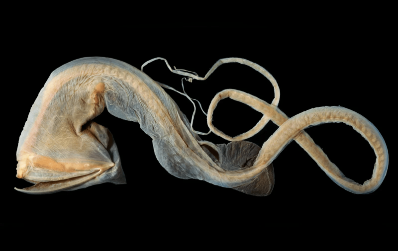 Мешкорот (Saccopharynx ampullaceus)