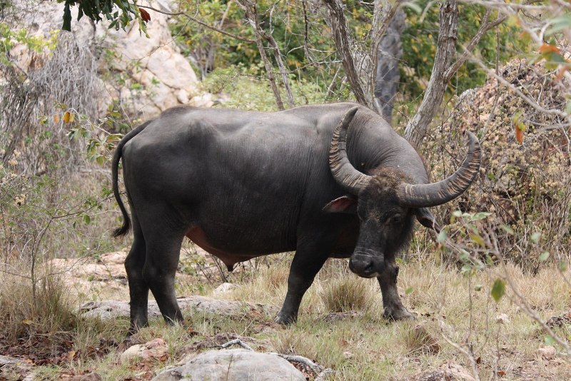  Bubalus bubalis