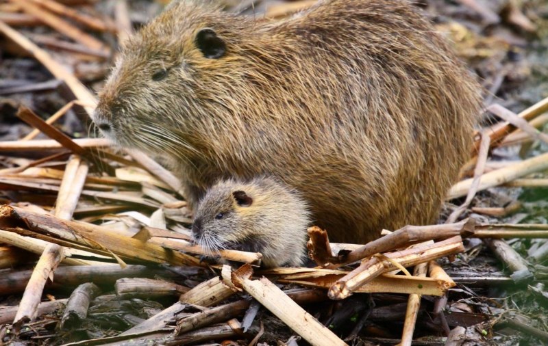 Myocastor coypus нутрия