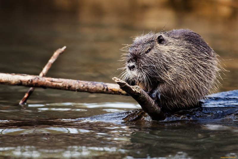 Канадский Бобр (Castor canadensis)