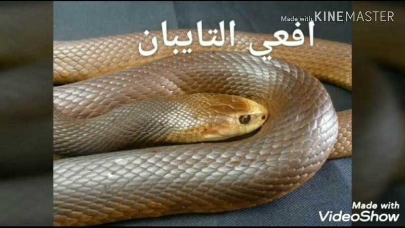 Ядовитая змея черная мамба