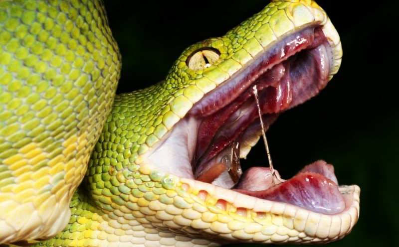 Thamnophis elegans