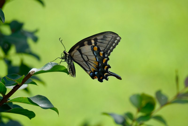 Papilio Polytes (парусник Полит)