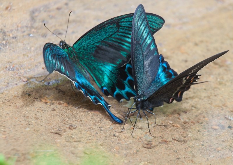 Парусник Маака (Papilio maackii)