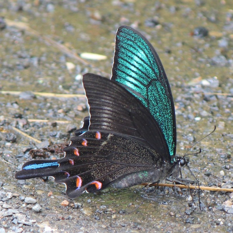 Парусник Маака (Papilio maackii)