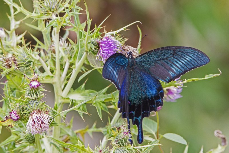 Алкиной (Atrophaneura Alcinous)