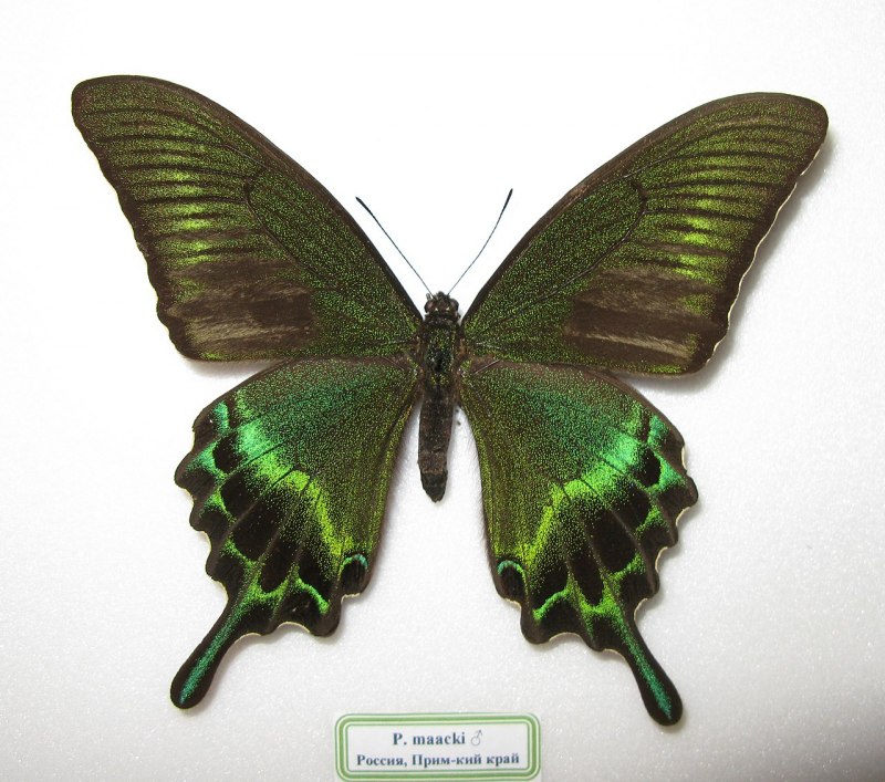Алкиной (Atrophaneura Alcinous)