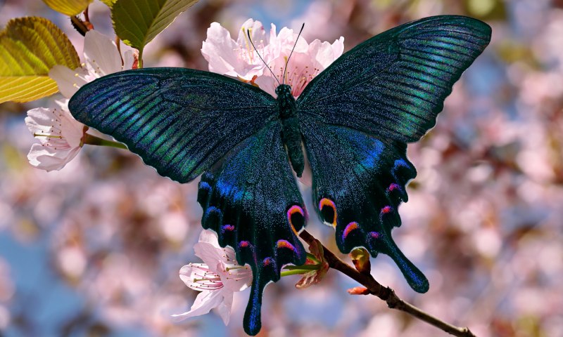 Алкиной (Atrophaneura Alcinous)