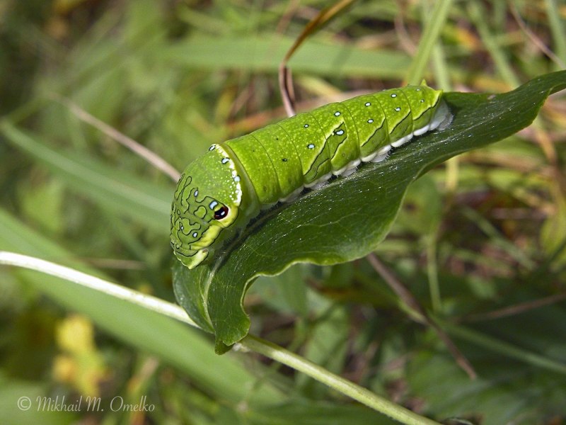 Парусник Маака (Papilio maackii)
