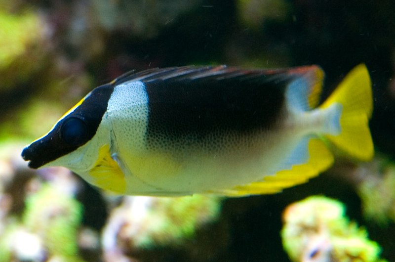 Siganus magnificus