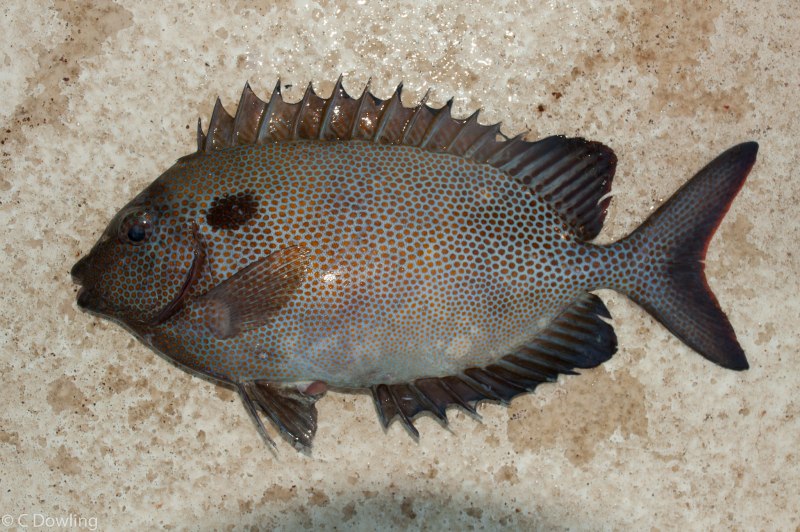Siganus canaliculatus