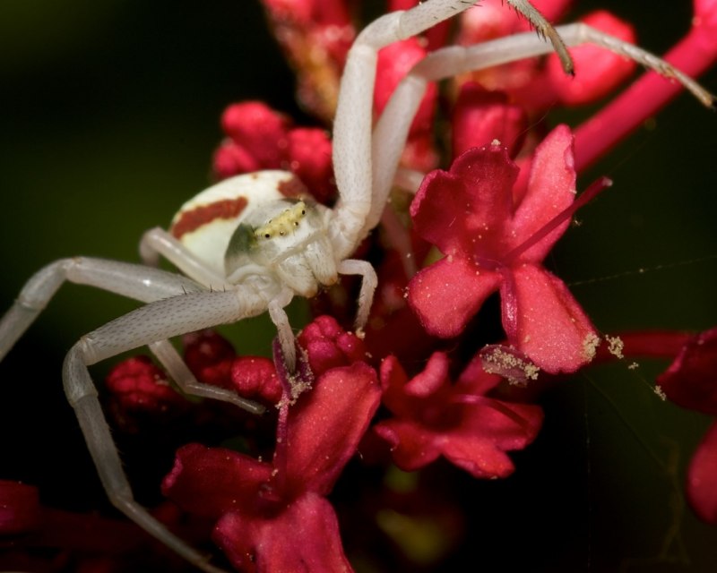 Red Spider Lily букет.