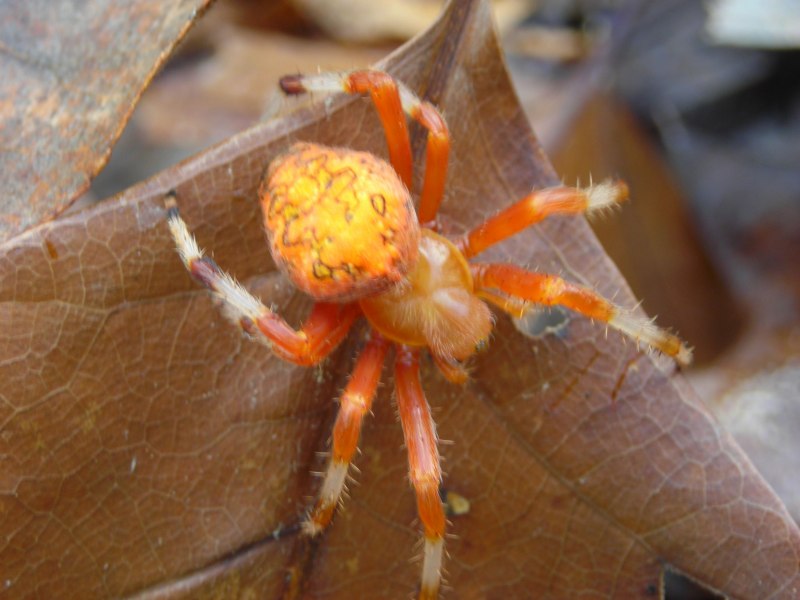 Паук Божья коровка (Eresus cinnaberinus)