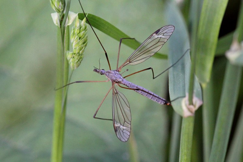Долгоножка Болотная (Tipula paludosa Meig.)