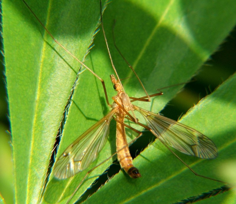 Tipulidae комар