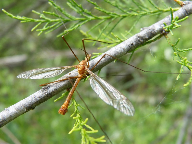 Комары-долгоножки (Tipulidae)
