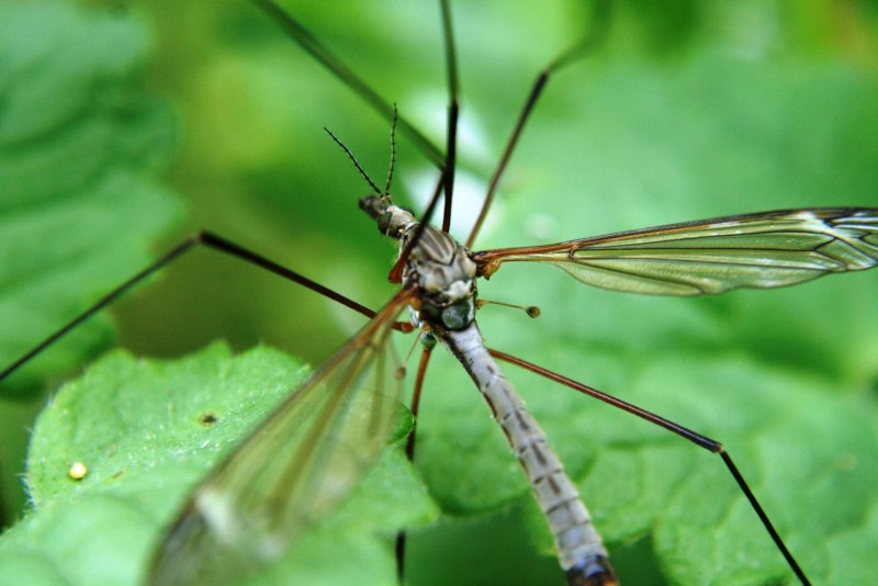 Семейство Tipulidae (долгоножки)
