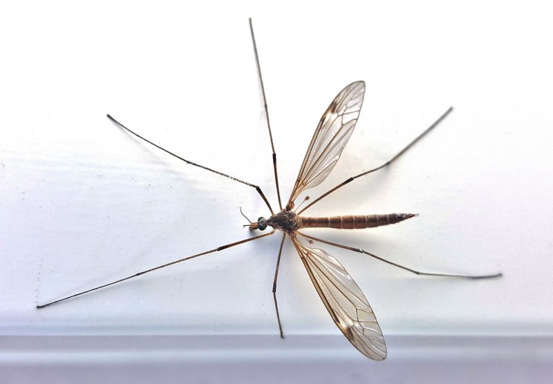 Tanyptera atrata