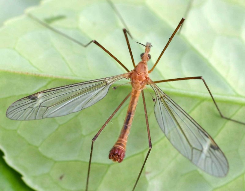 Долгоножка Болотная (Tipula paludosa Meig.)