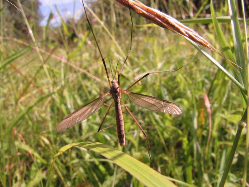 Долгоножка Болотная (Tipula paludosa Meig.)