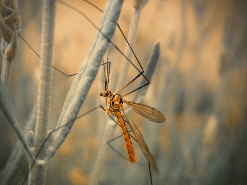 Nephrotoma quadrifaria