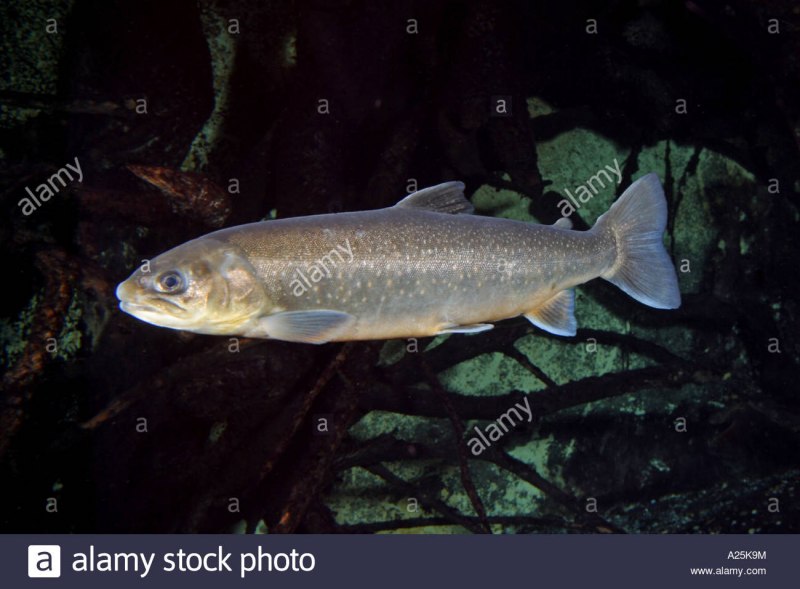 Salvelinus Alpinus erythrinus