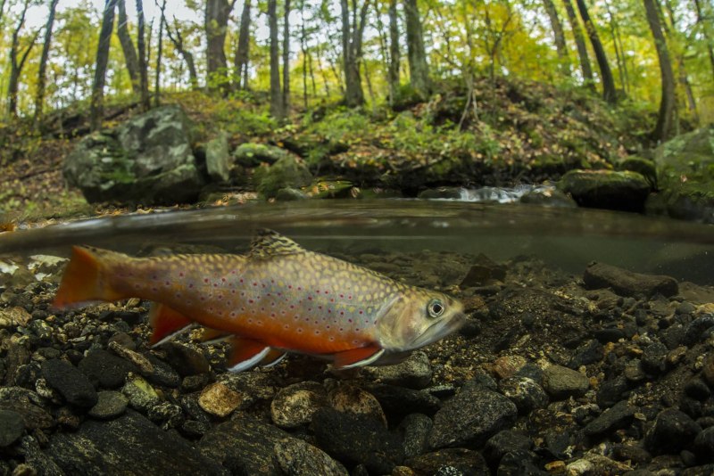 Salvelinus fontinalis