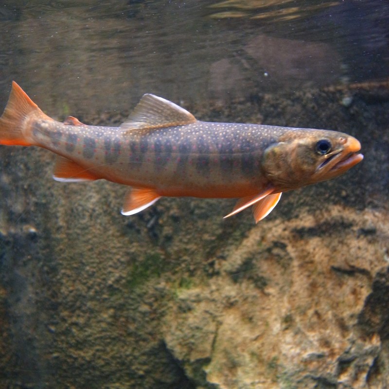 Голец (Мальма) – Salvelinus Malma