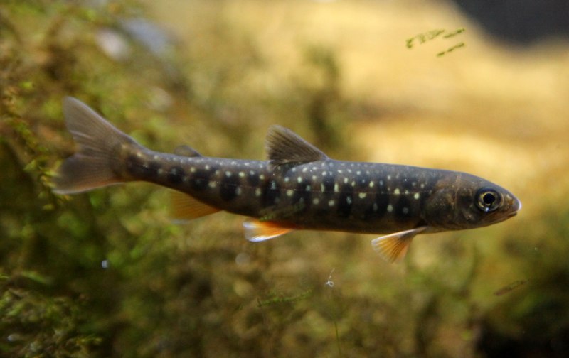 Арктический голец Salvelinus Alpinus