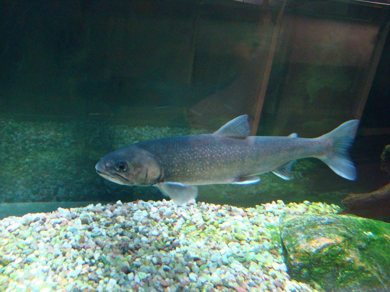 Salvelinus – гольцы