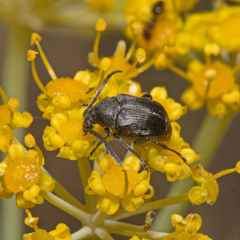 Anthonomus Grandis