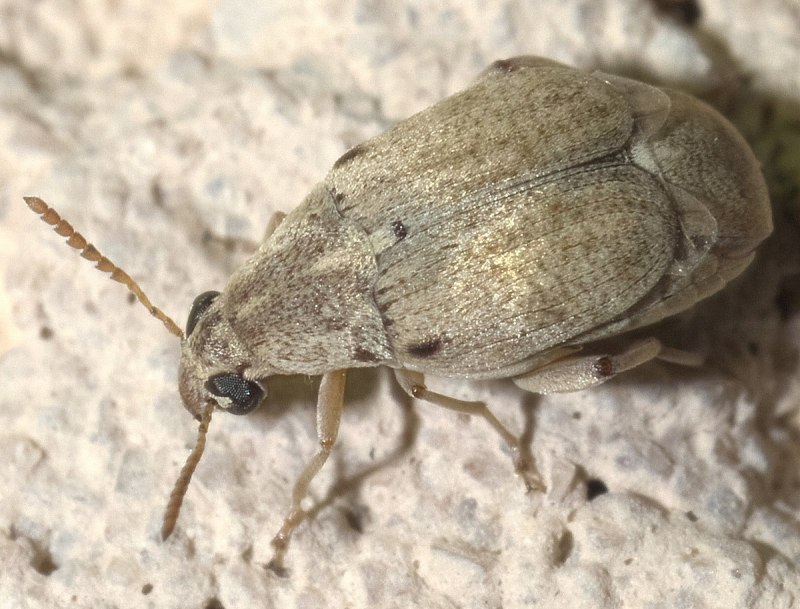 Pheropsophus jessoensis