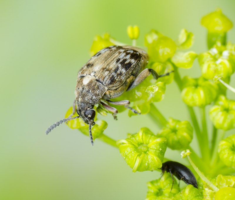 Зерновки рода callosobruchus