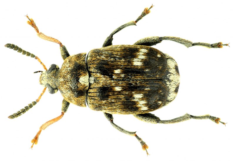Зерновки рода callosobruchus