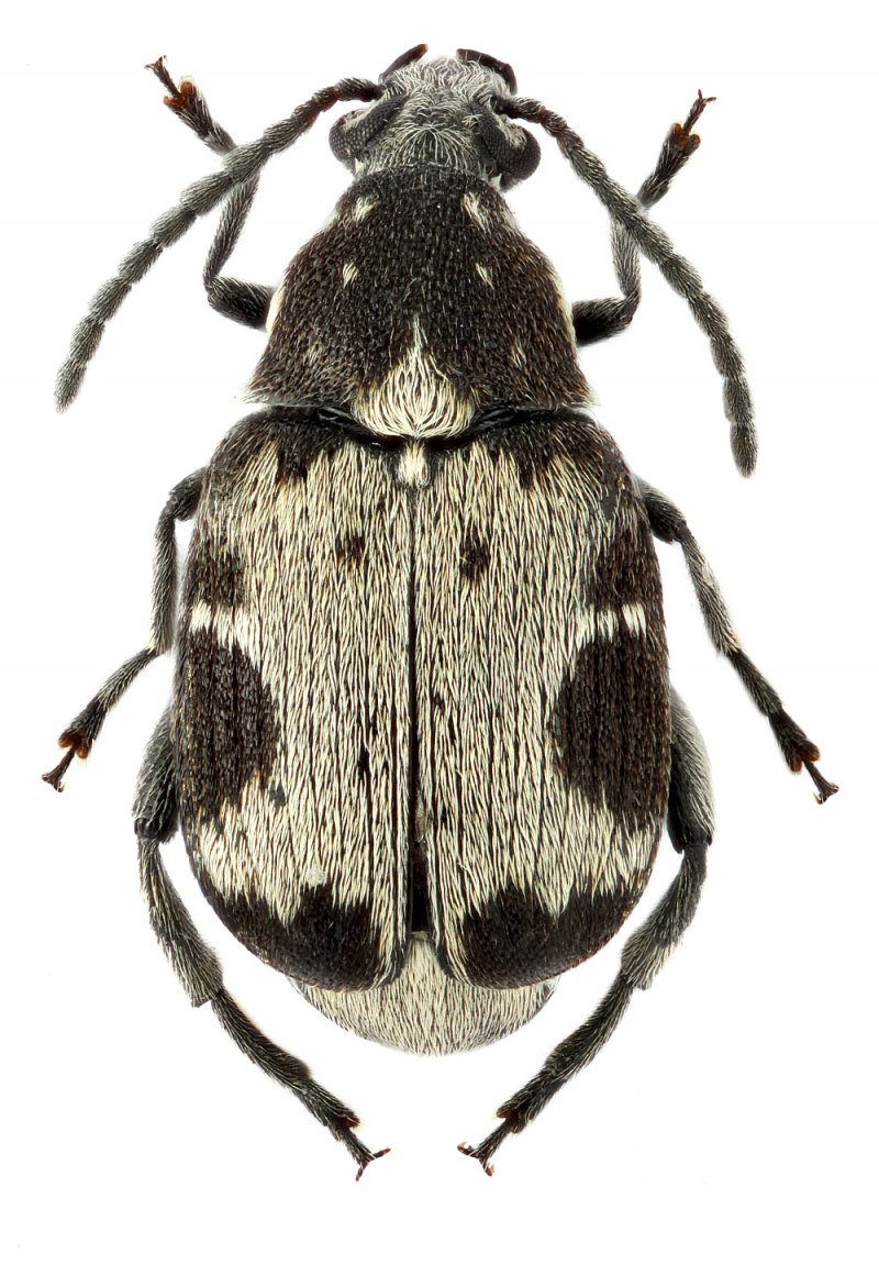 Зерновка фасолевая (acanthoscelides obtectus)