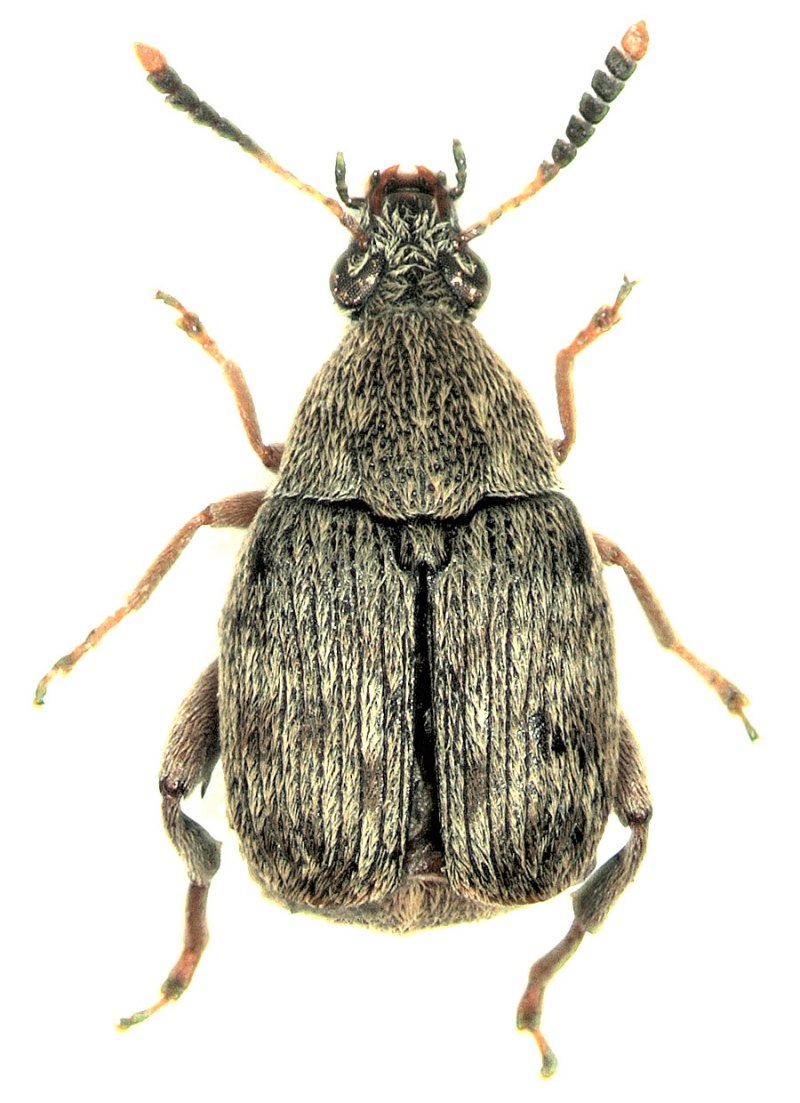 Зерновка фасолевая (acanthoscelides obtectus)
