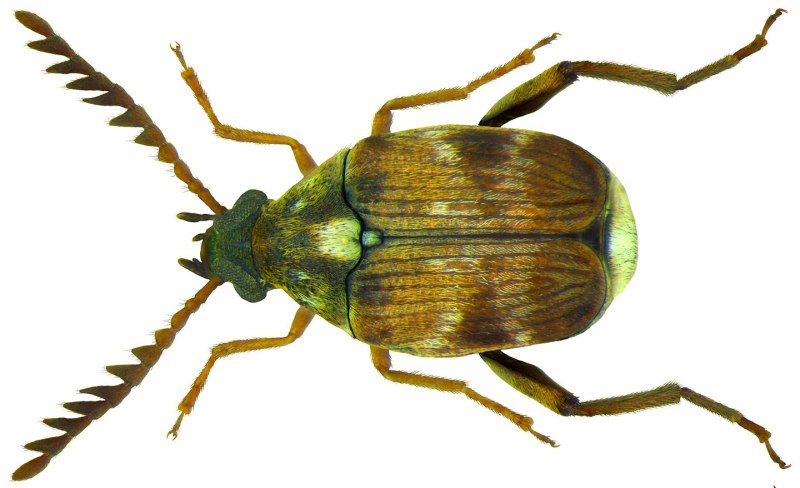 Зерновка рода калособрухус (callosobruchus SPP. L.).