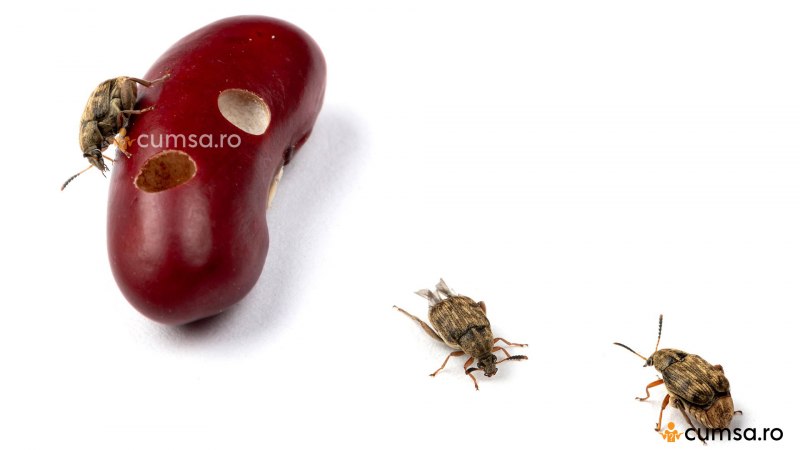 Зерновки рода callosobruchus