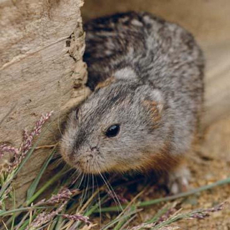 Семейство хомяковые (Cricetidae)