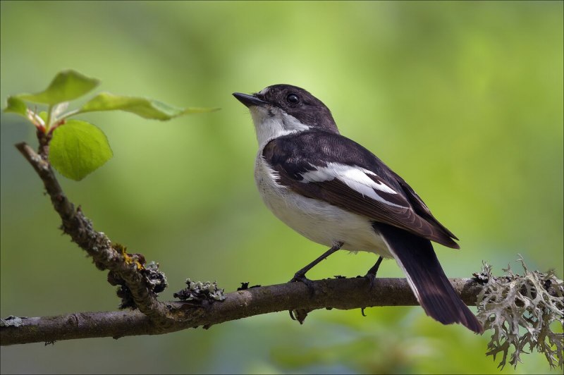 Сибирский лемминг Lemmus sibiricus