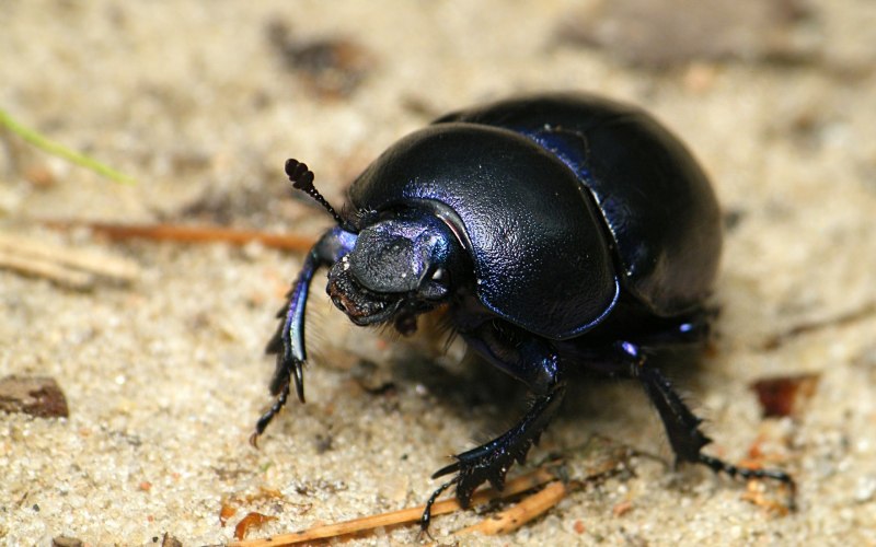 Caterpillar-Hunter Beetles насекомое