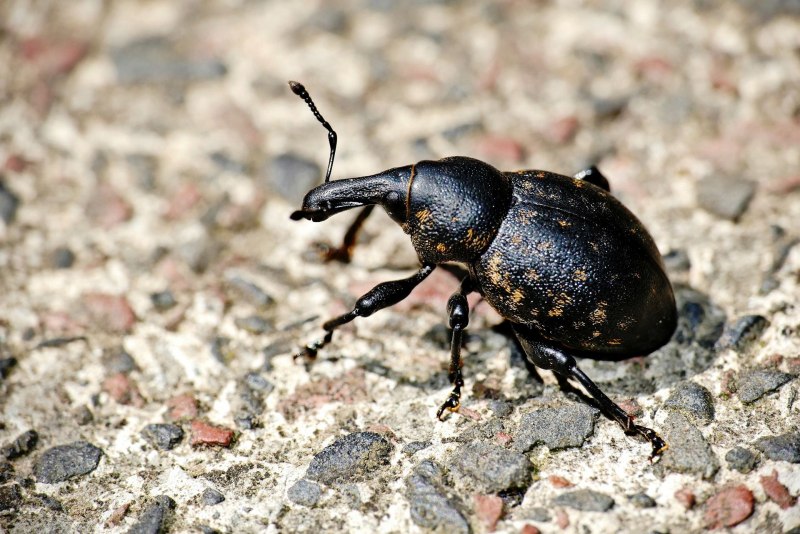 Meloe proscarabaeus